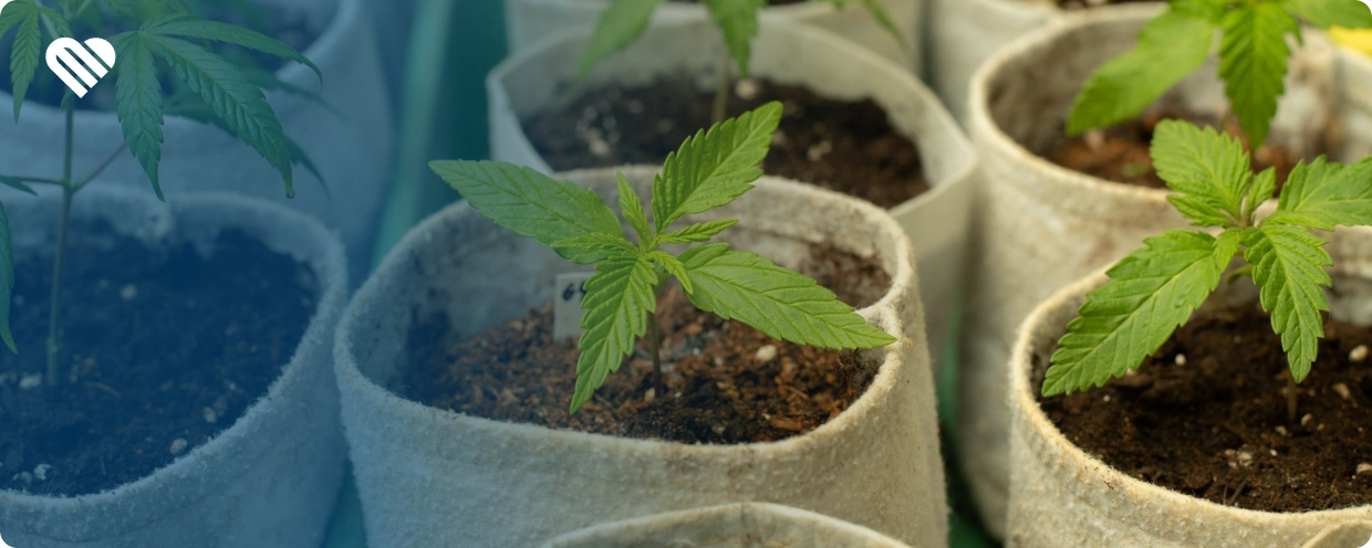 why use feminized seeds?