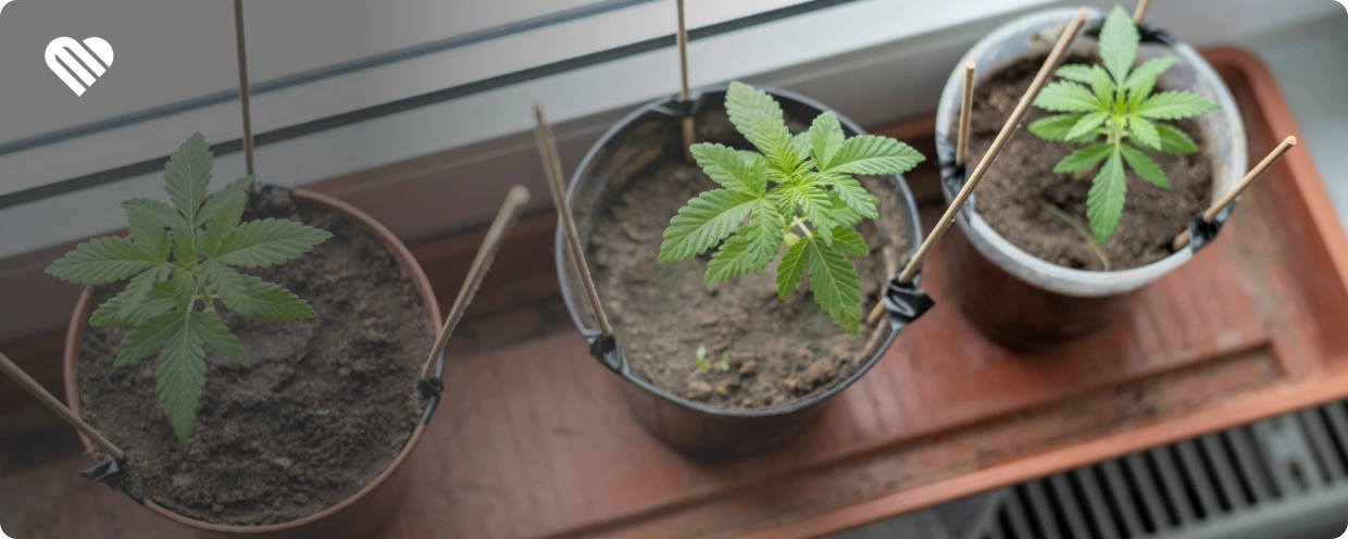 Home Grow and Medical-Only Perks