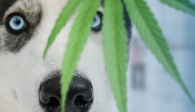 How to keep your pets safe around cannabis