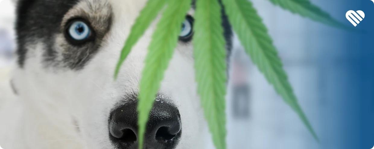 How to keep your pets safe around cannabis