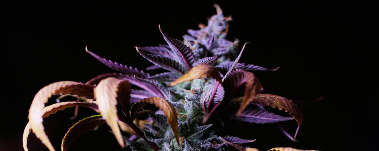 purple cannabis