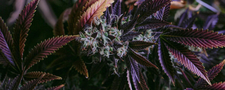 purple weed leaves