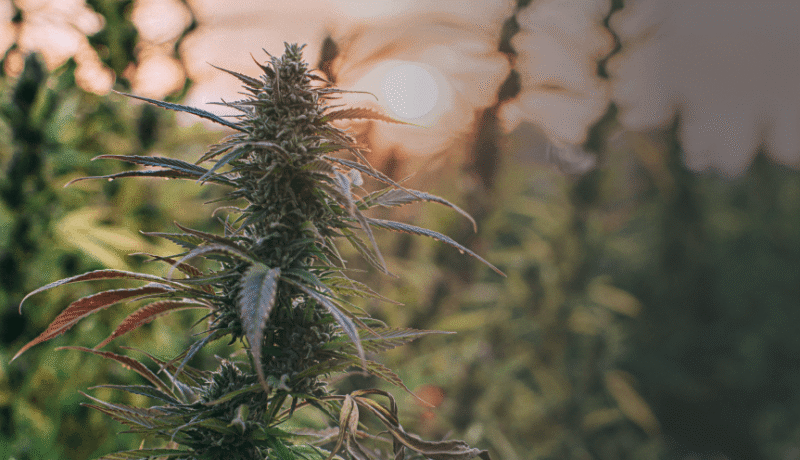 hemp plants in the Texas sun