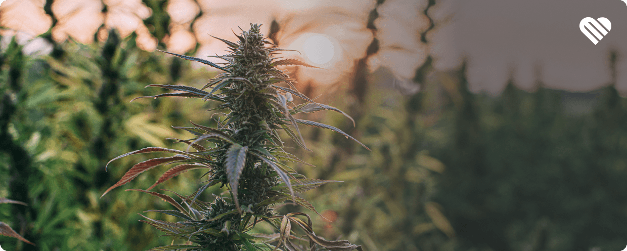 hemp plants in the Texas sun