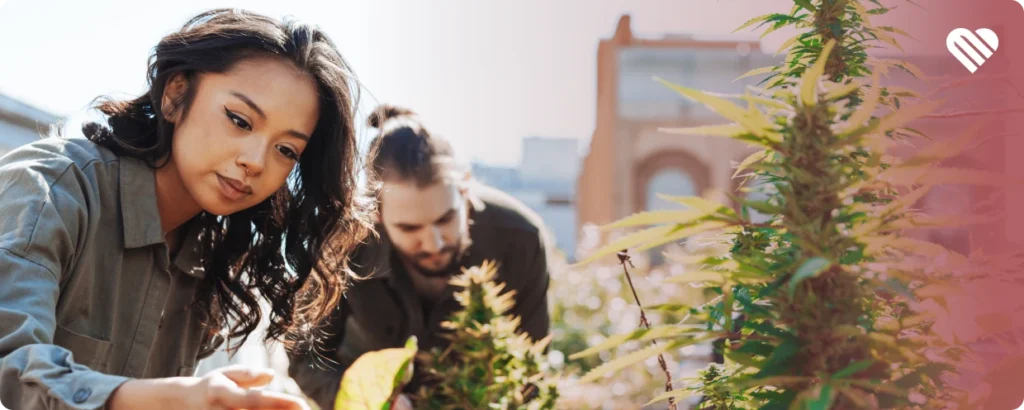 When to germinate cannabis in spring