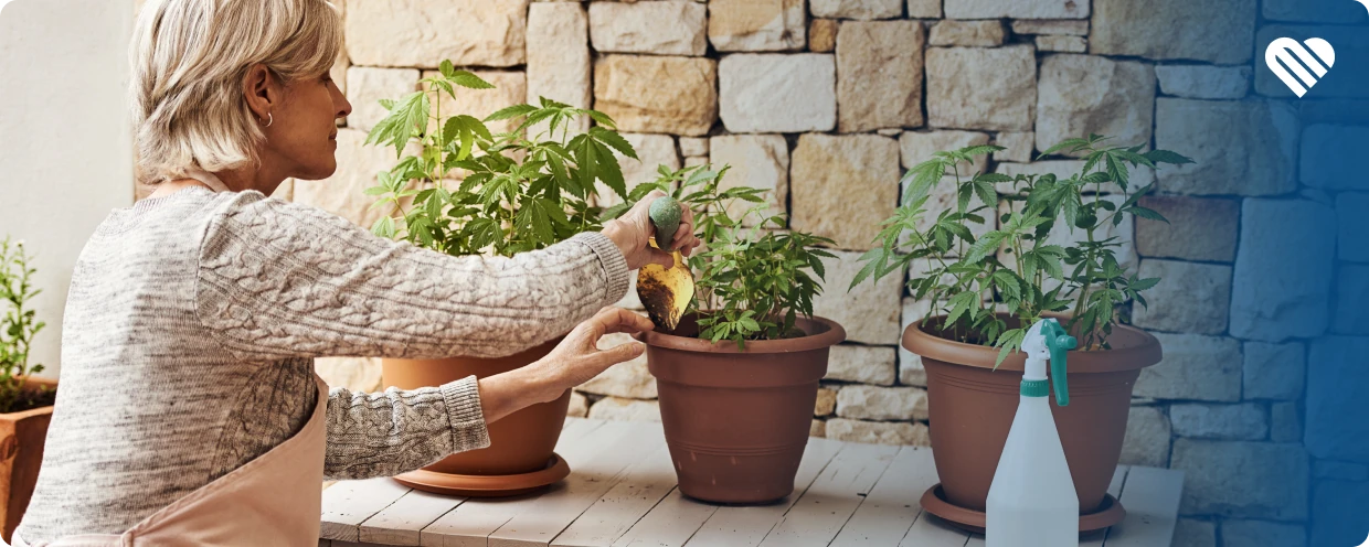 What's the Right Time to Plant Cannabis in Spring?