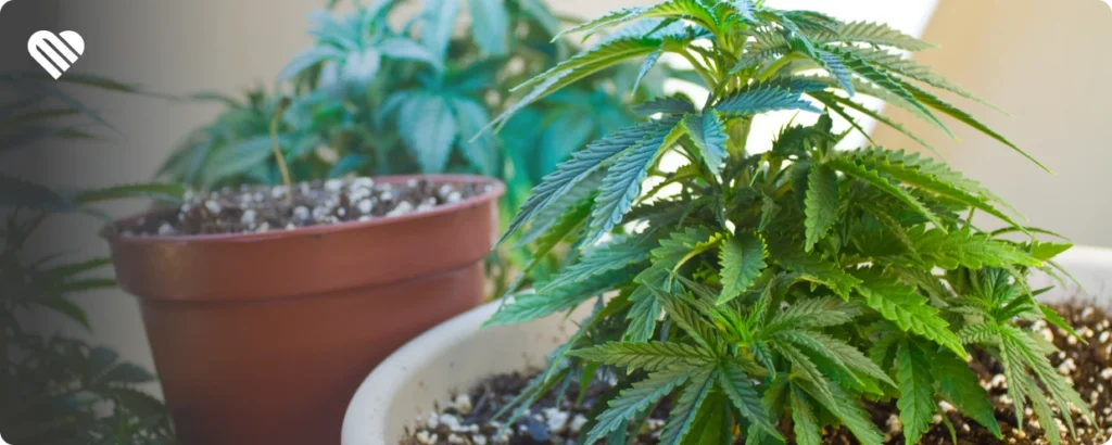 How to protect young cannabis plants