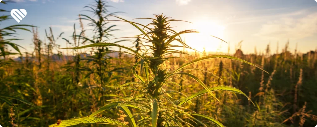 Tips for a strong start to cannabis growing season