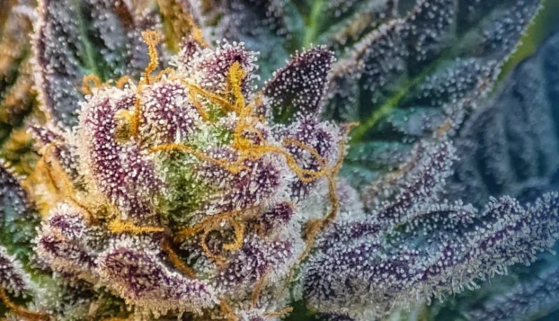 How to judge cannabis by smell