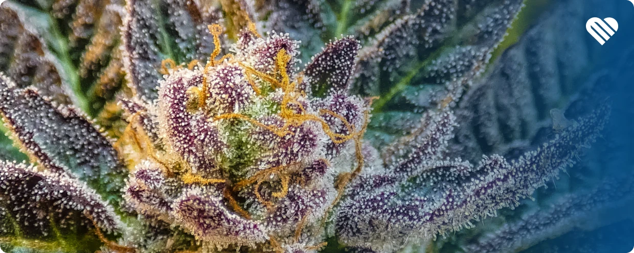 How to judge cannabis by smell