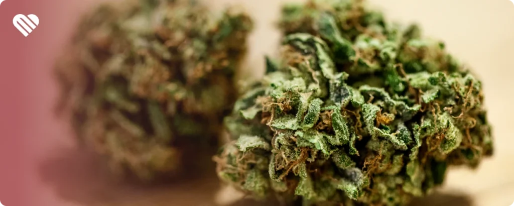 What causes the smell of cannabis?