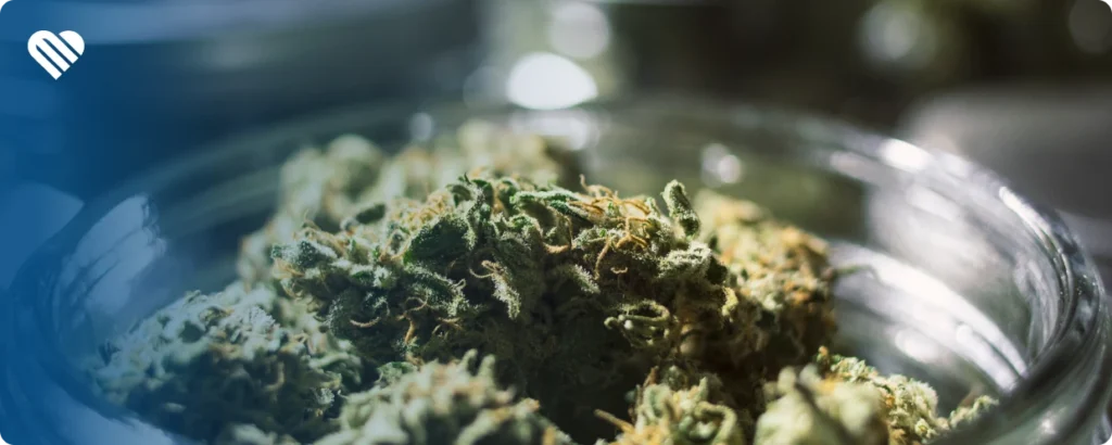 Why using smell to determine the effects of cannabis isn't an exact science