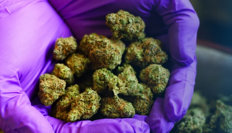 Best uplifting cannabis strains according to Reddit