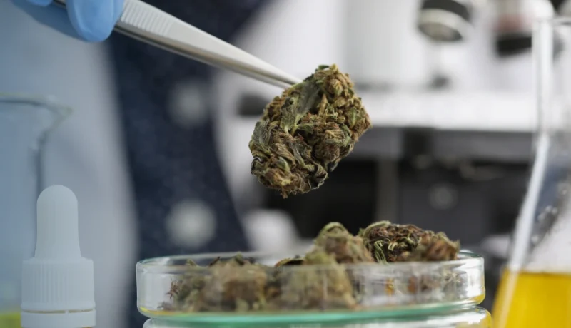 New Federal Cannabis Legalization Bill Would Ease Barriers to Research